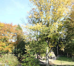 Blick in den Tierpark Wildgatter