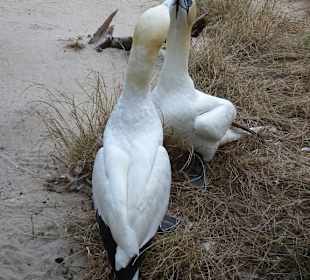 Eindrücke vom Rundgang durch den Zoo am Meer
