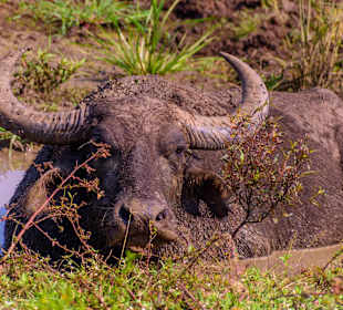 Udawalawe Nationalpark