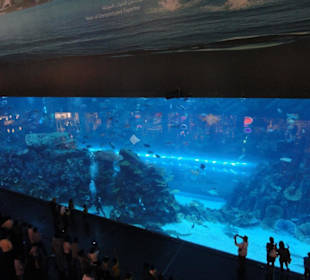 Das riesige Aquarium