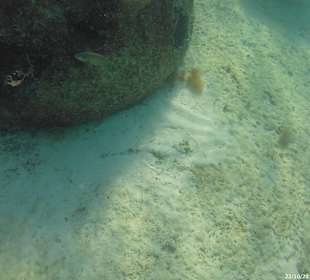 Schnorcheln Bayahibe