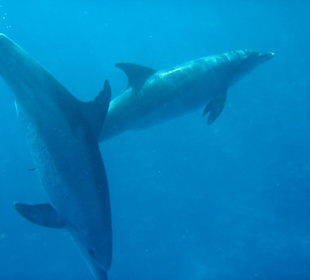 Das Spielen der Delfine