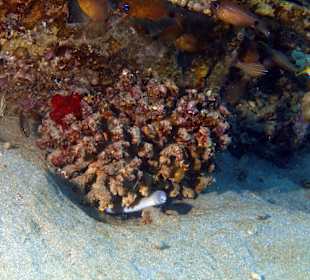 Schnorcheln Makadi Bay