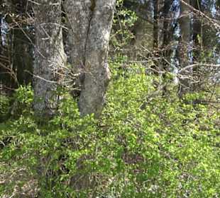 Arboretum