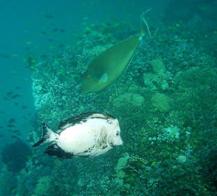 Weiße Variation des Indischen eSgelflossendoktors