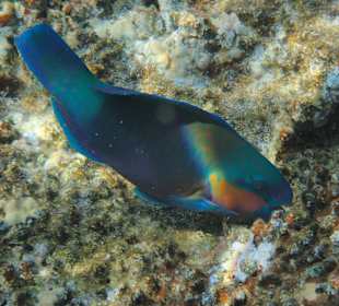 Schnorcheln Abu Dabbab