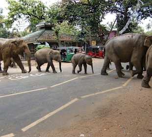 Das die Großen immer so rennen müssen