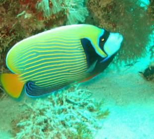 Imperator Kaiserfisch Im Hausriff