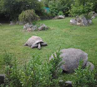 Древние черепахи