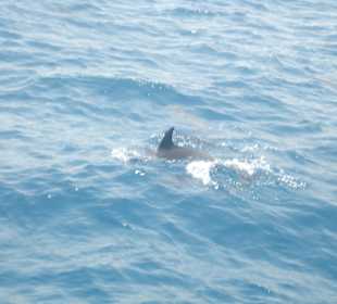 Delfine beim Schnorcheln