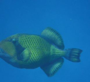 Schnorcheln Hausriff Tulip Resort Marsa Alam 