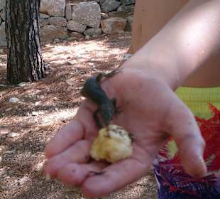 Dracheninsel/Dragonera