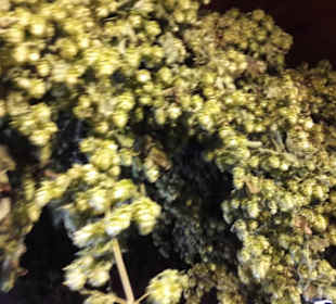 Hopfen