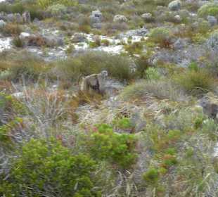 Kap der Guten Hoffnung
