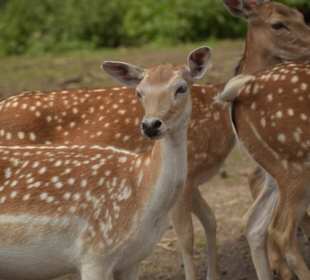 Naturwildpark Granat