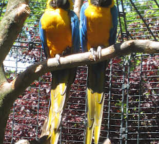 Papageien