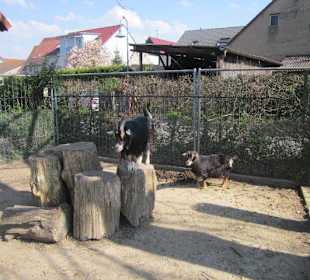 Vogelpark Neuthard