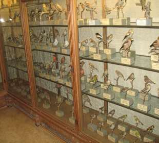 Umfangreiche Exponate