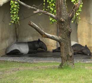 Tapir