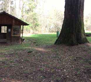 Wellingtonien - Platz mit Mammutbäumen