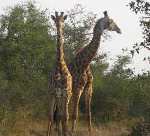 Game Drive