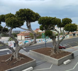 Markthalle Puerto de la Cruz