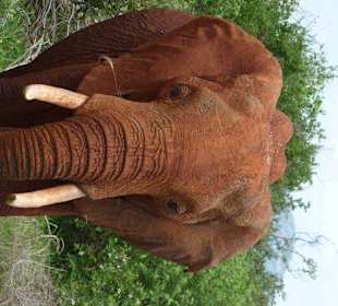 Einer der roten Elefanten