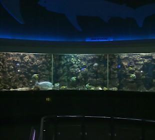 Panoramaaquarium