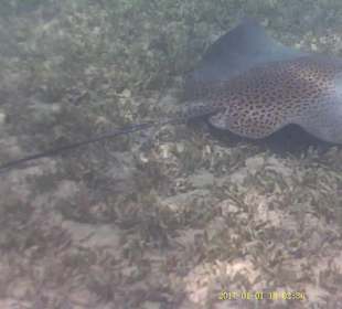 Jaz Makadi Oasis Club & Resort 