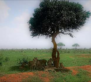 Tsavo Ost Nationalpark