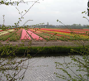 "Tulpen aus Amsterdam"