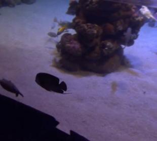 Palma Aquarium