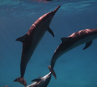 Delfinsafari Sataya