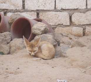 Ушастая лиса