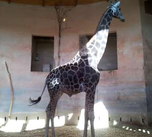 Giraffen