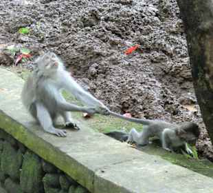 Monkey Forest