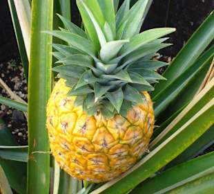 Ananas