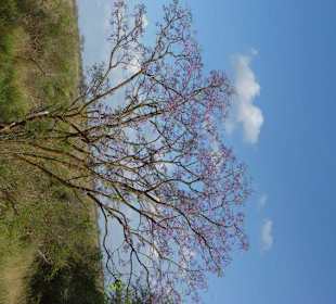 Chakaranda Baum mit Blüten