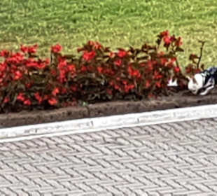 Mini-Hunde