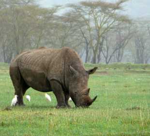 Nashörner - ganz nah
