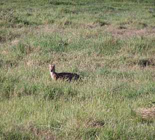 Serval auf der Jagd