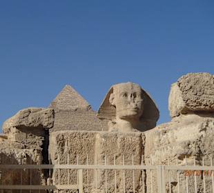 Der Sphinx