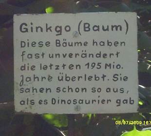 Gingko Baum