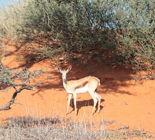 Springbok