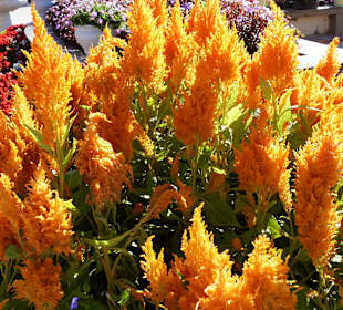Wie bei uns im Botanischen Garten