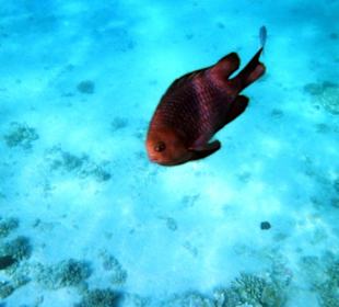 Einmalige Korallenwelt am Strand