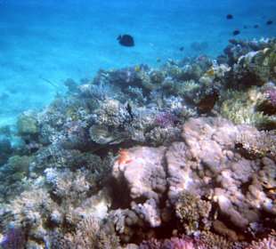 Einmalige Korallenwelt am Strand