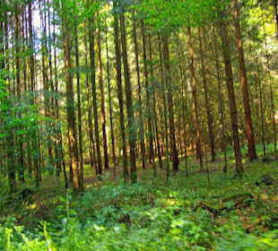 Der Therapeutische Wanderweg