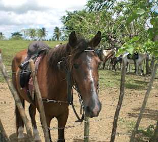 "Gibt`s für mich auch noch was leckeres?"
