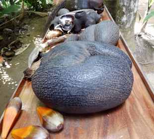 Nationalpark Vallee' de Mai